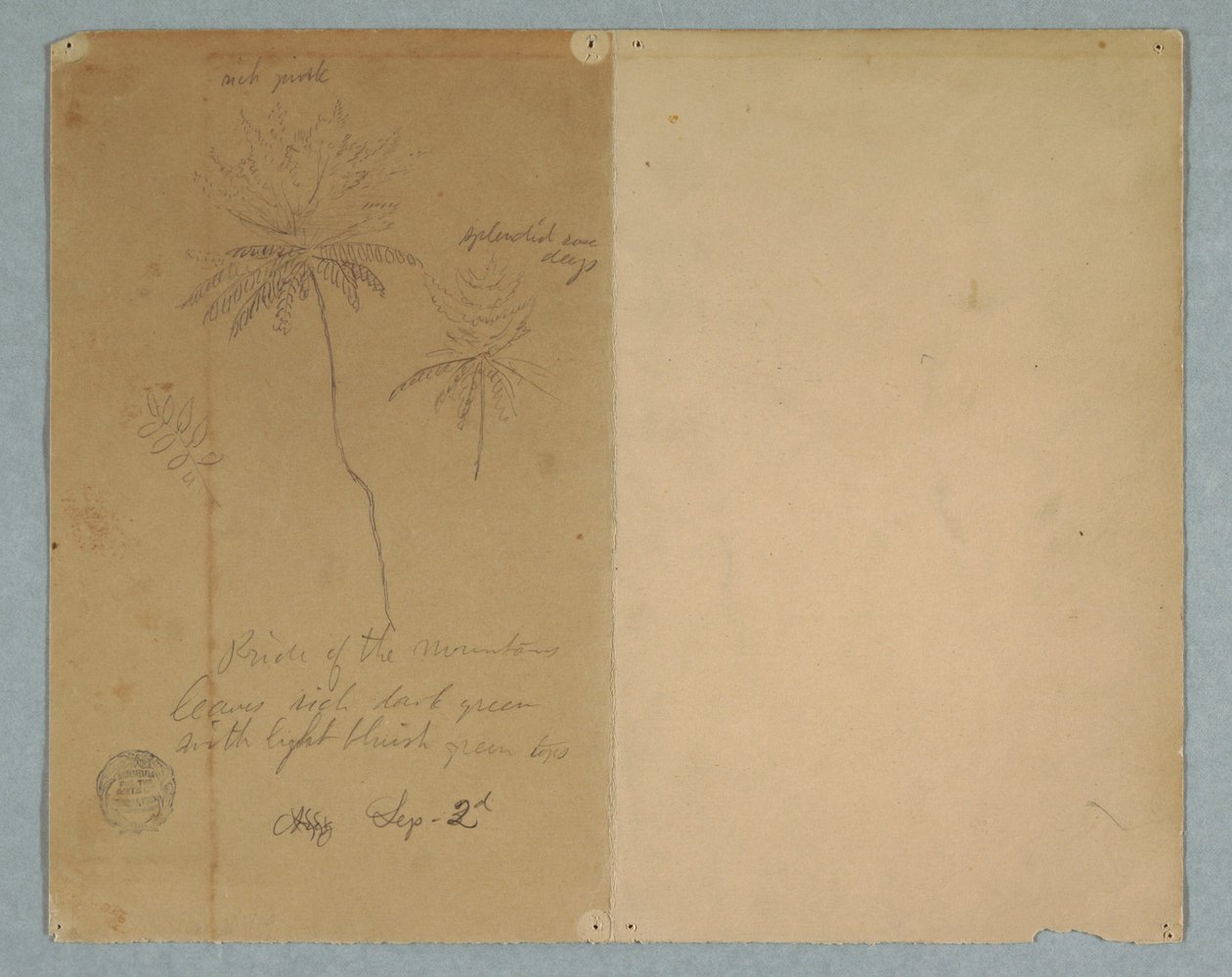 Tegning, Botaniske skitser: en gren, et træ og en trætop, Sydamerika, 2. september 1853 af Frederic Edwin Church