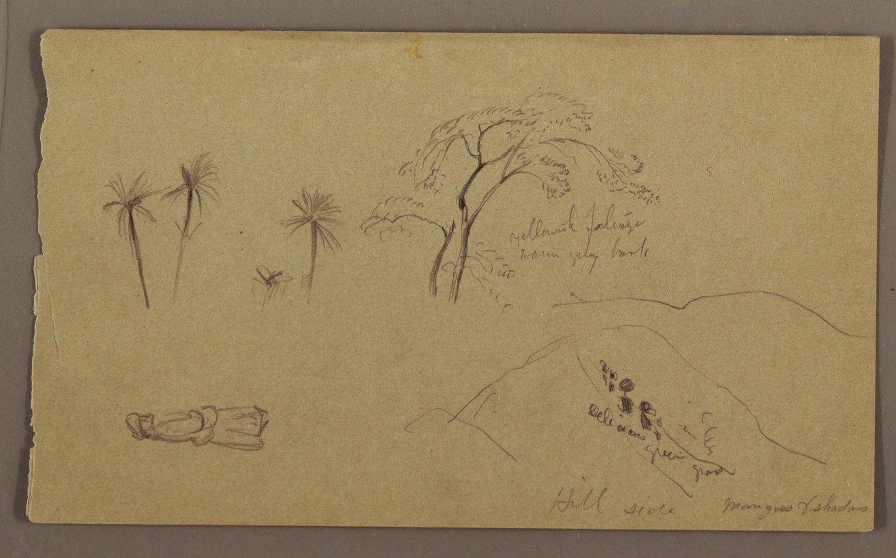 Tegning, botaniske skitser, figur, maj-august 1865 af Frederic Edwin Church