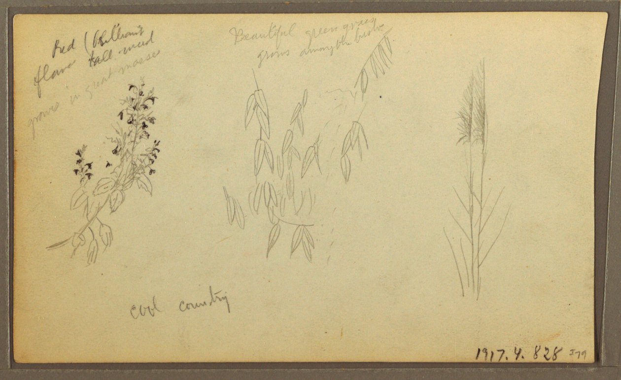 Tegning, botaniske skitser, hus; botaniske skitser, 1857 af Frederic Edwin Church