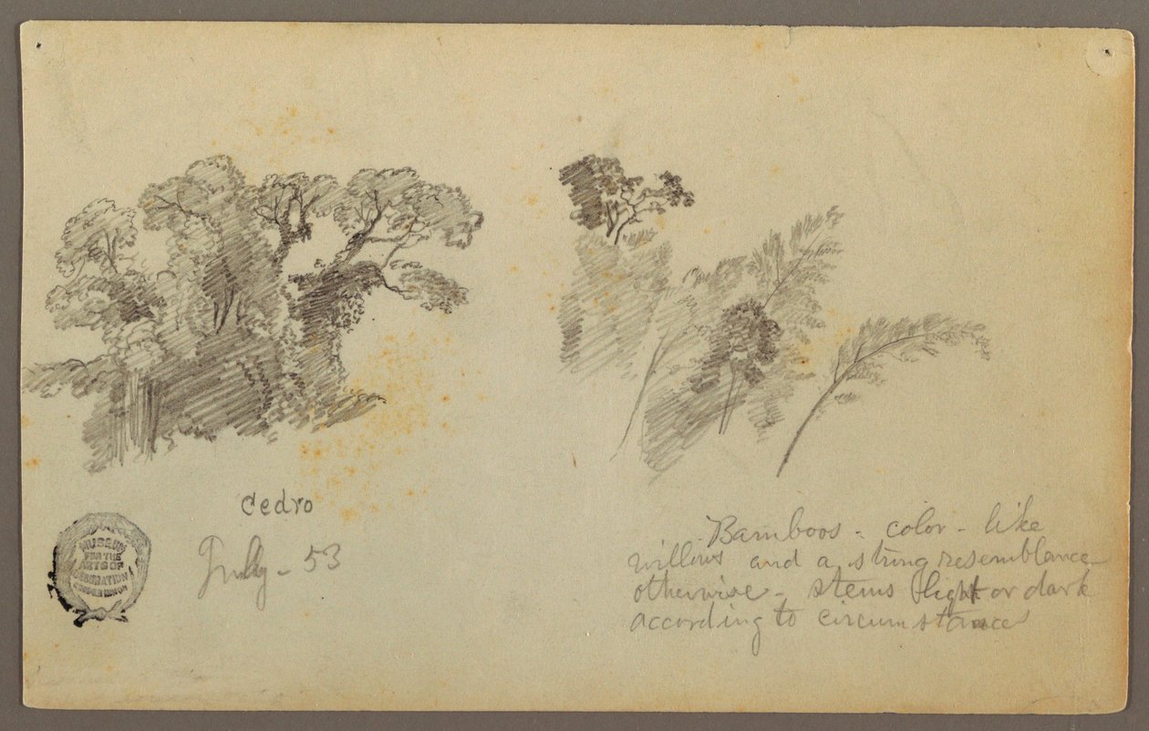 Tegning, Botaniske studier fra Columbia, juli 1853 af Frederic Edwin Church
