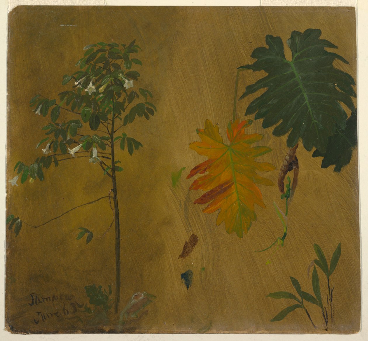 Tegning, Botaniske studier fra Jamaica, Vestindien, juni 1865 af Frederic Edwin Church