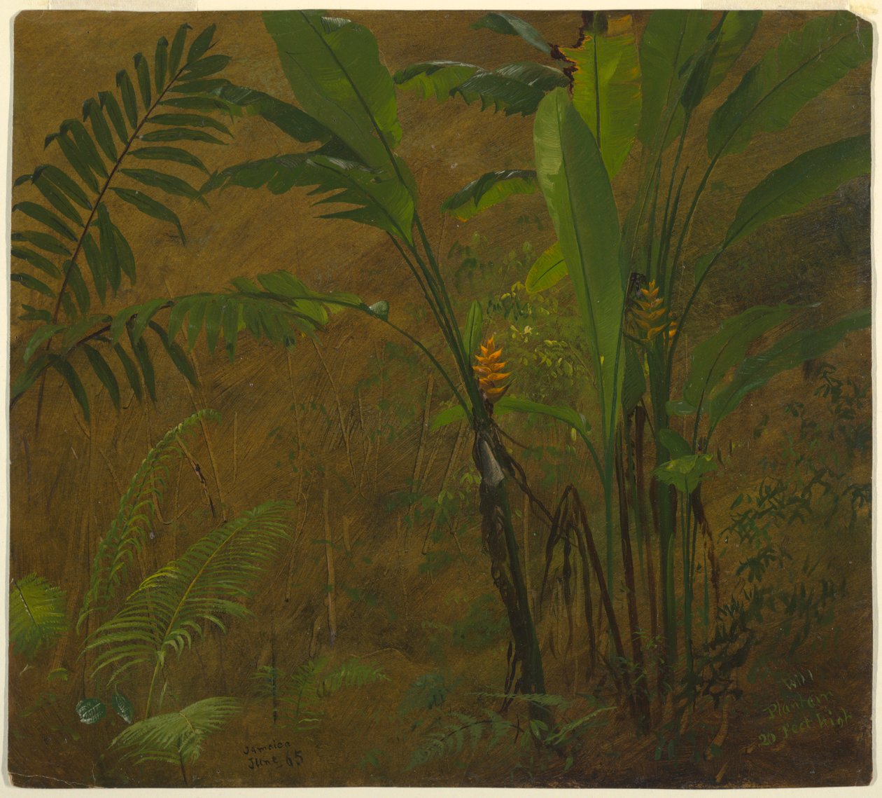 Tegning, Botaniske studier fra Jamaica, Vestindien, juni 1887 af Frederic Edwin Church