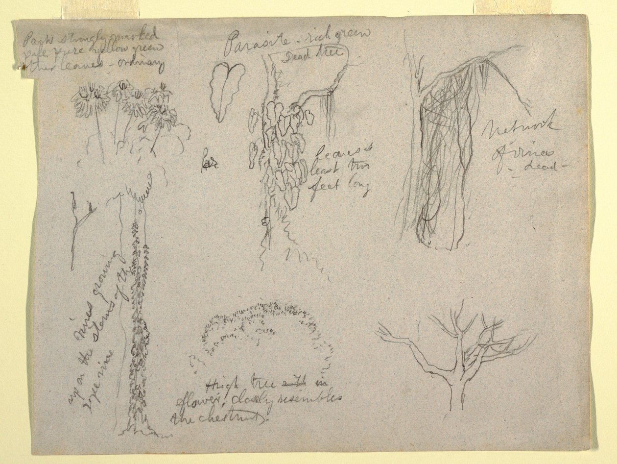 Tegning, botaniske studier fra Rio Magdalena, Colombia:  Parasit, dødt træ, 1853 af Frederic Edwin Church