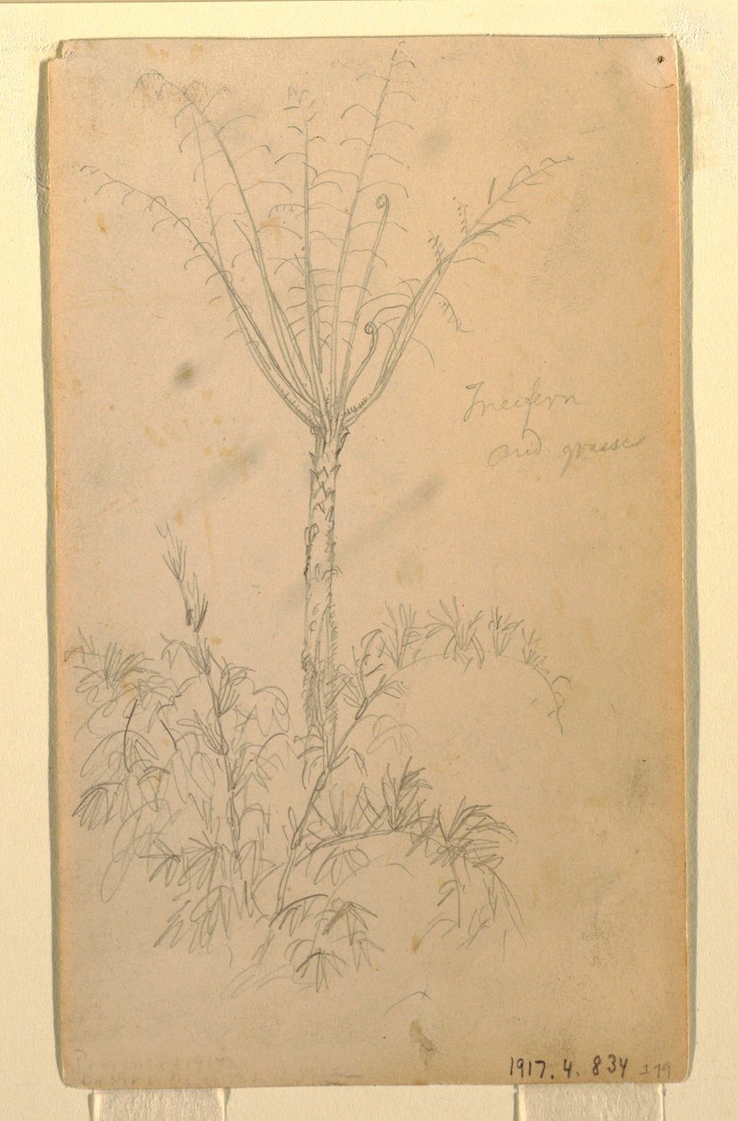 Tegning, Botaniske studier af træ, maj-juni 1857 af Frederic Edwin Church