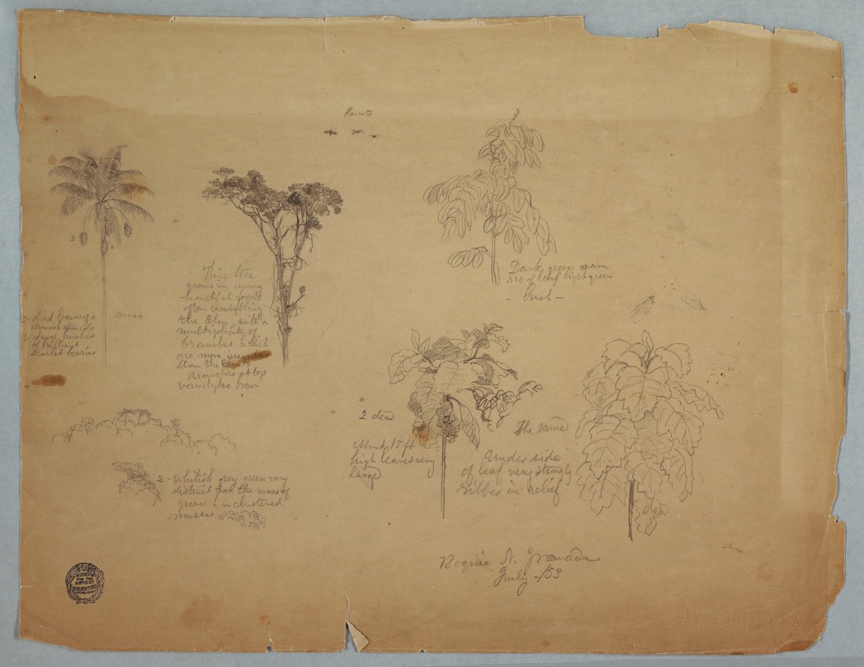 Tegning, Botaniske studier med flyvende papegøjer, Boquia, Colombia, juli 1853 af Frederic Edwin Church