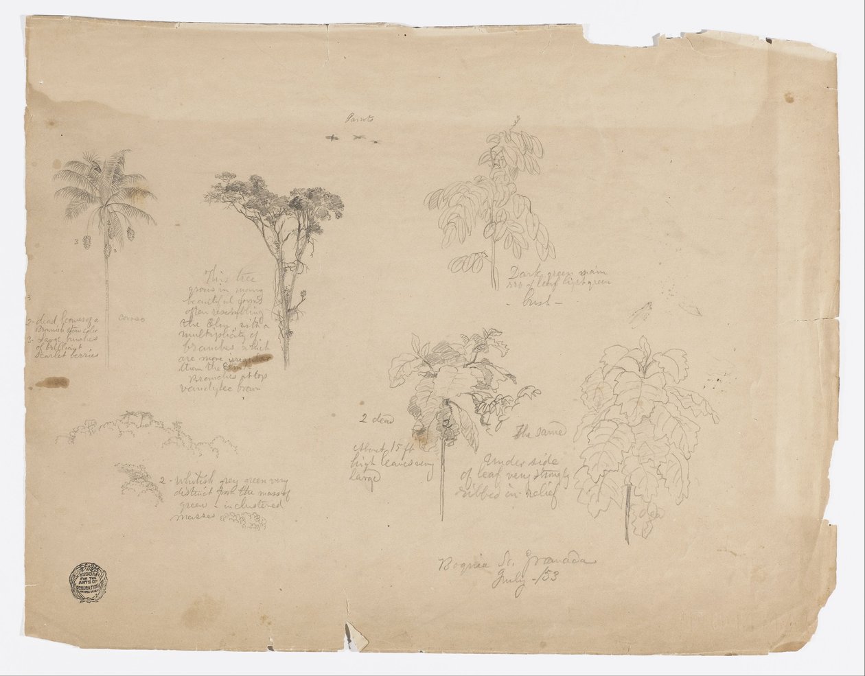 Tegning.  Botaniske skitser fra Colombia. af Frederic Edwin Church