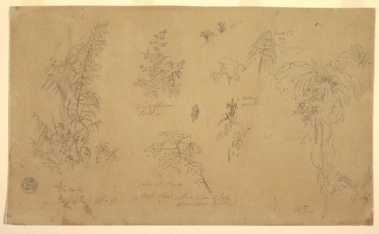 Tegning, Botaniske skitser, "nær Jorje", 23. juli 1857 af Frederic Edwin Church