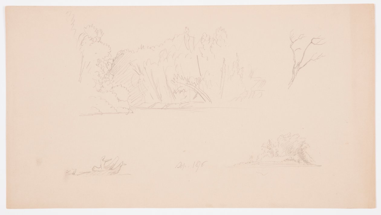 Tegning, Botaniske skitser: træ, træer ved kysten, september 1876 af Frederic Edwin Church