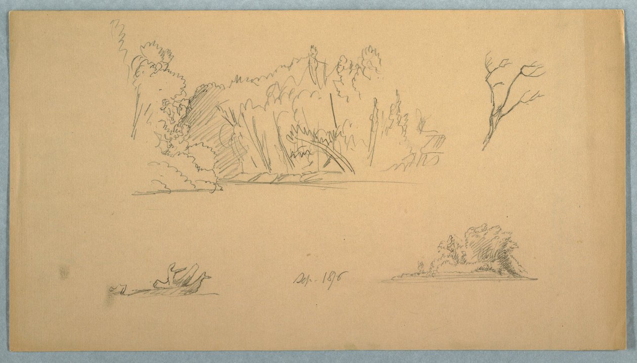 Tegning, Botaniske skitser: træ, træer ved kysten, september 1876 af Frederic Edwin Church