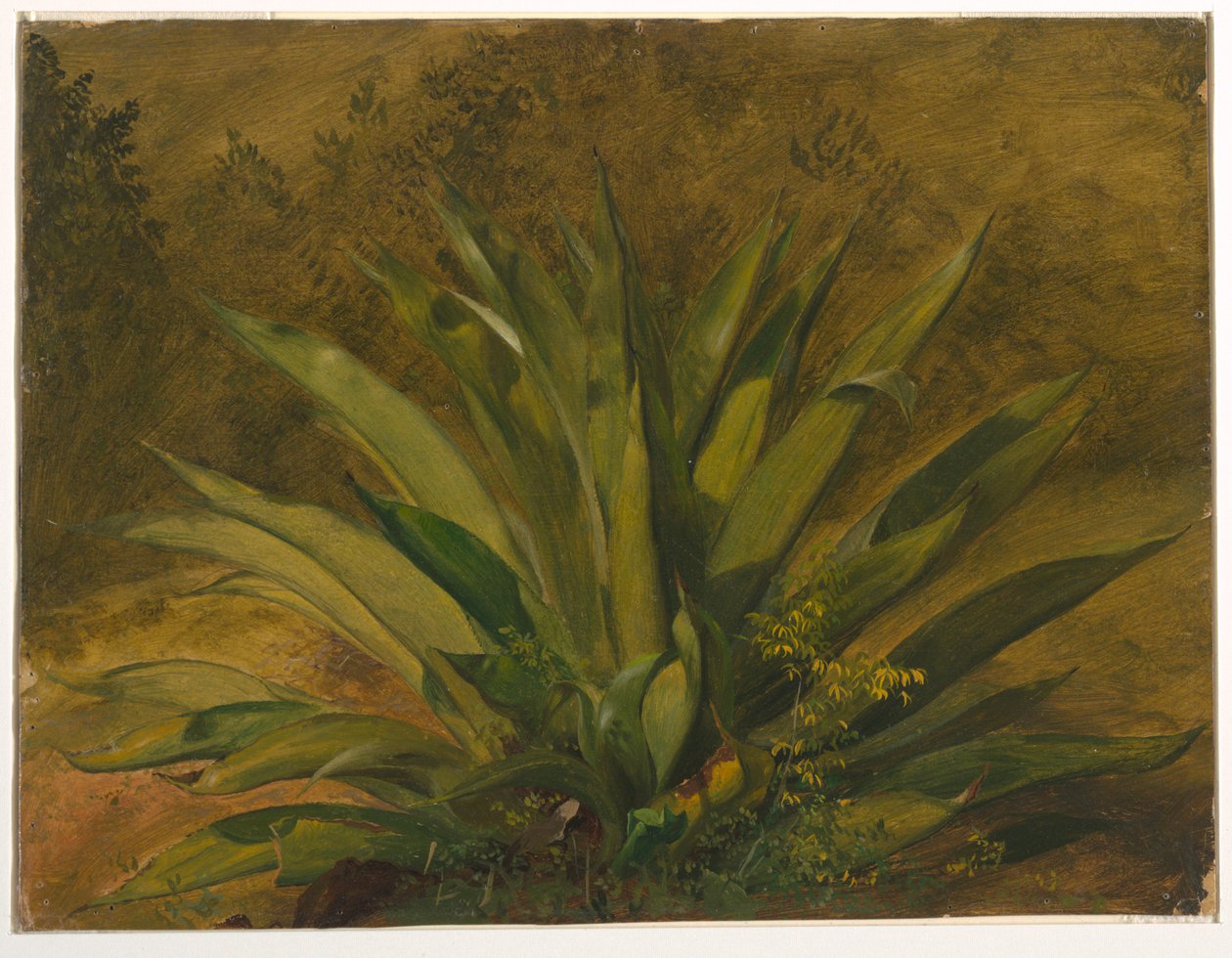 Tegning, Botanisk studie, 1865-66 af Frederic Edwin Church