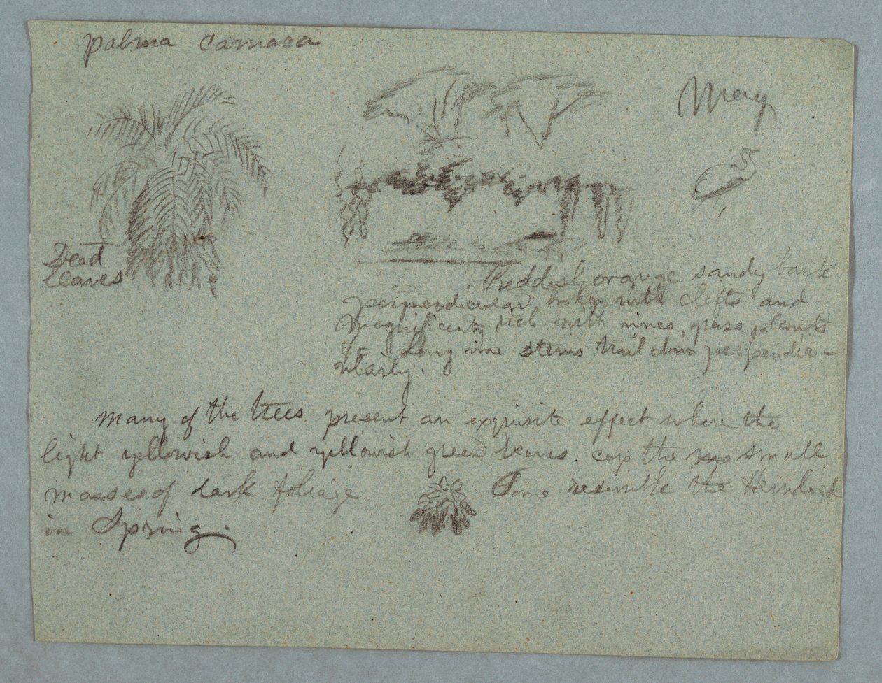 Tegning, Camaca-palme, en gruppe træer og slyngplanter på en flodbred, fugl og et bundt blade, Rio Magdalena, Colombia, maj 1853 af Frederic Edwin Church