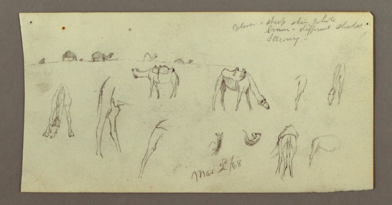 Tegning, Kamelstudier, 2. marts 1868 af Frederic Edwin Church