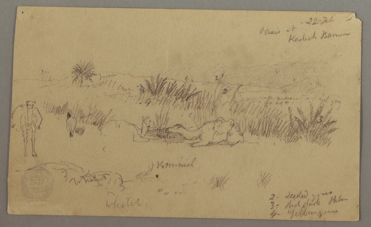 Tegning, Kameler drikker på en bakke, 22. februar, muligvis 1868 af Frederic Edwin Church