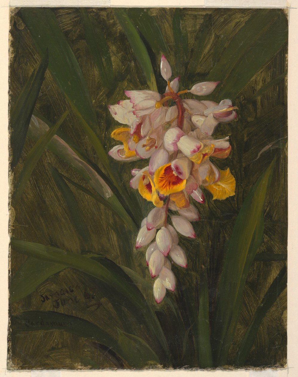 Tegning, "Cardamum", 1865 af Frederic Edwin Church