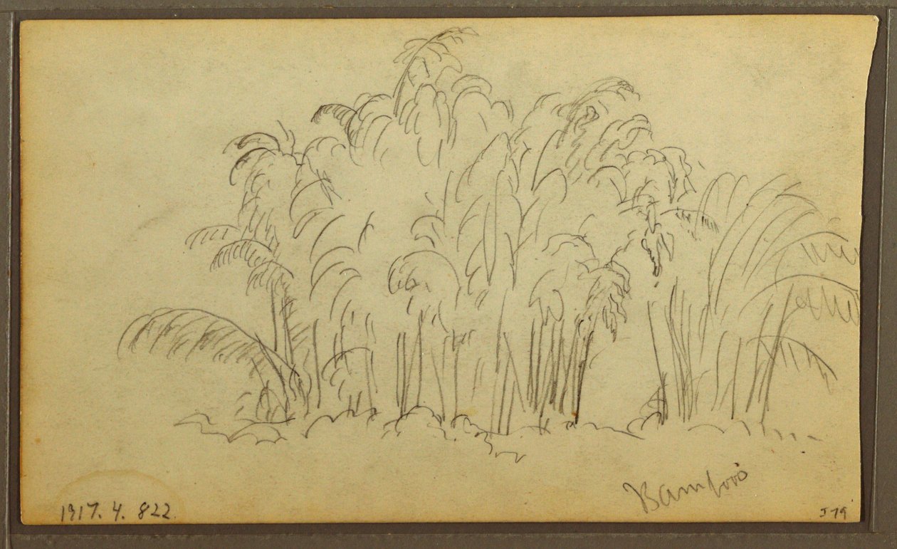 Tegning, køer i landskab; bagside: bambus, 1857 af Frederic Edwin Church