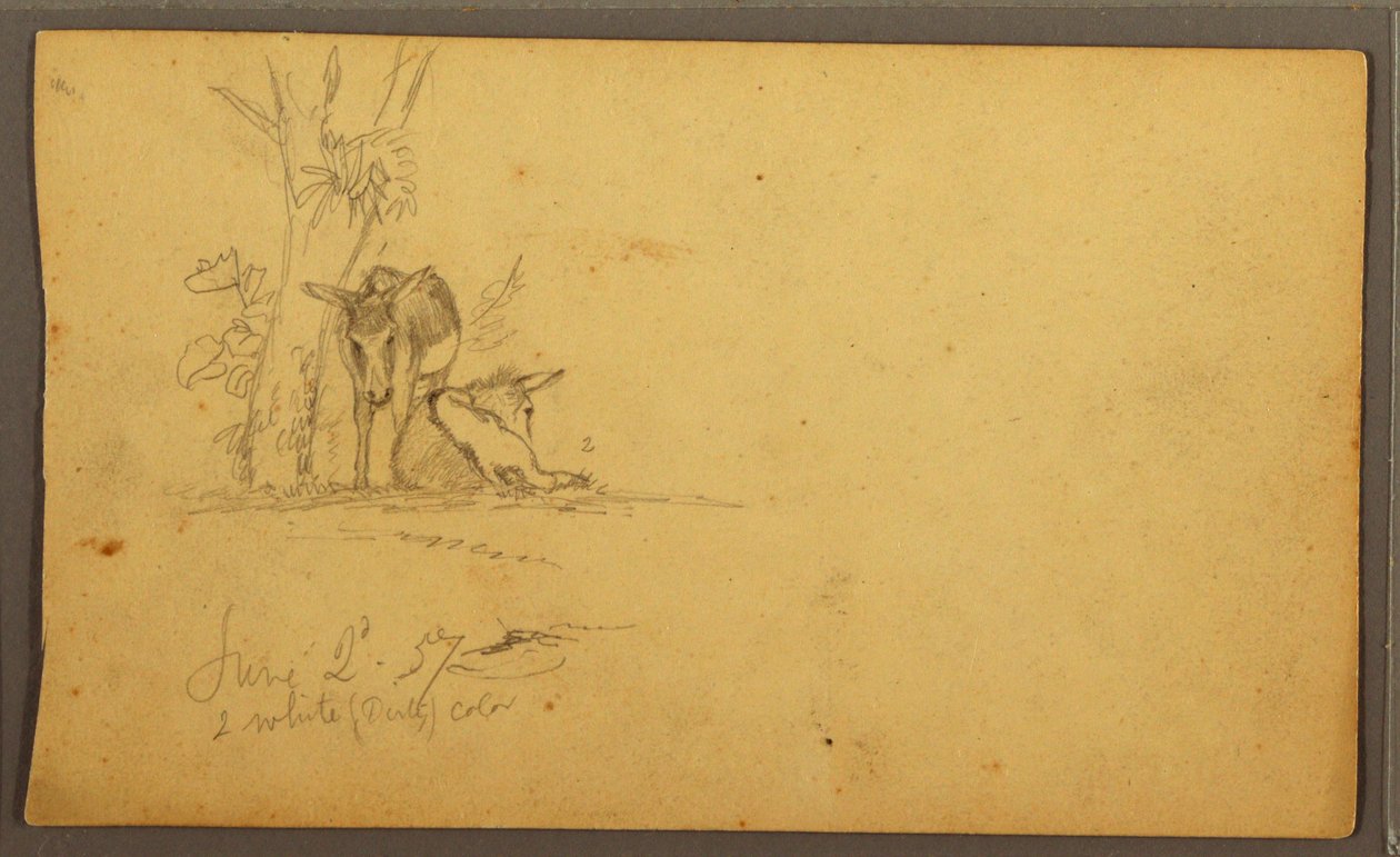 Tegning, æsler, 2. juni 1857 af Frederic Edwin Church
