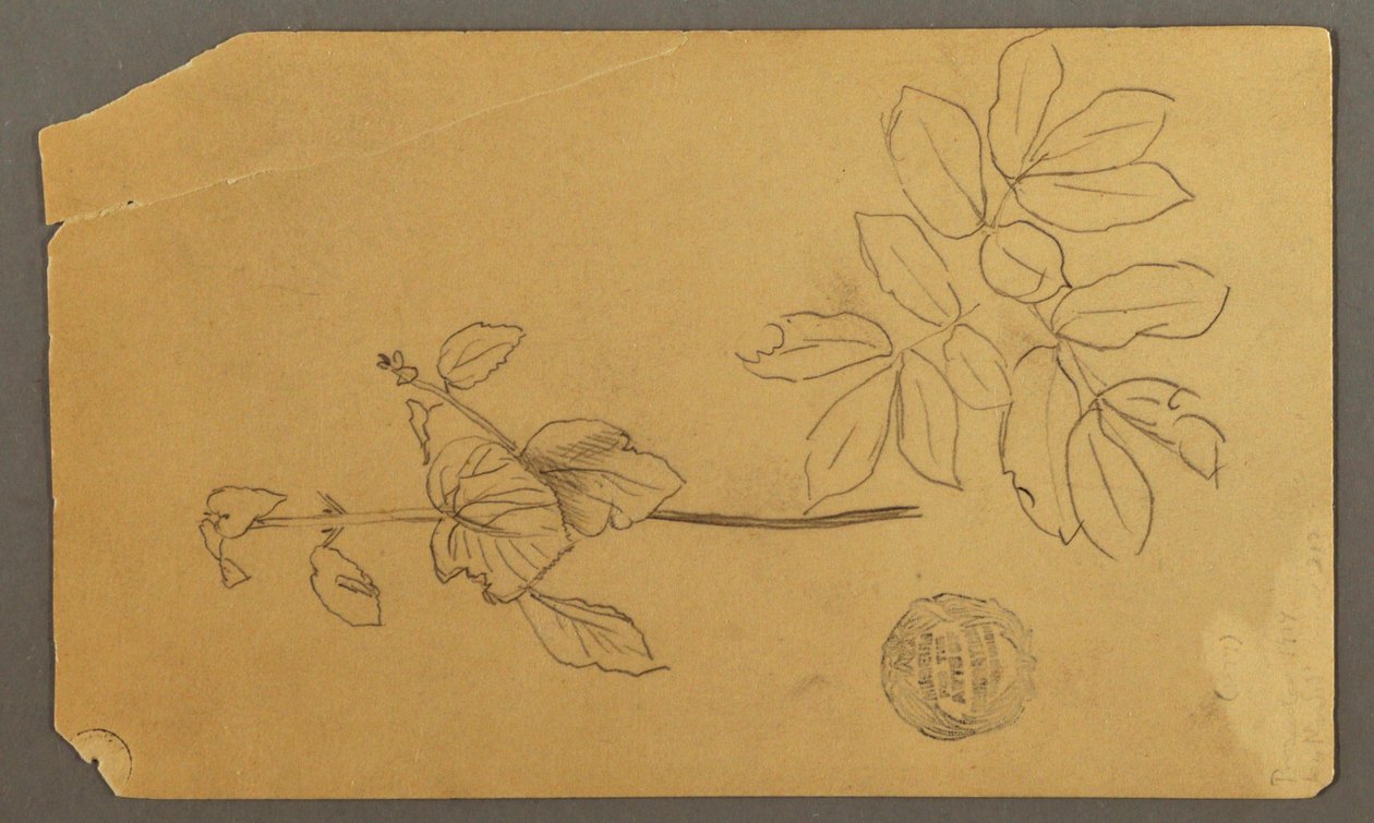 Tegning, Tegning.  Skitser.  Stængel af en plante.   Grene med blade, muligvis 1877 af Frederic Edwin Church
