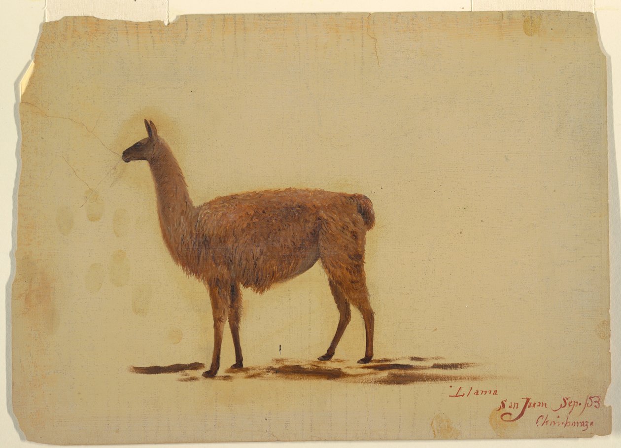Tegning, Ecuador, San Juan (Chimborazo), lama, september 1853 af Frederic Edwin Church