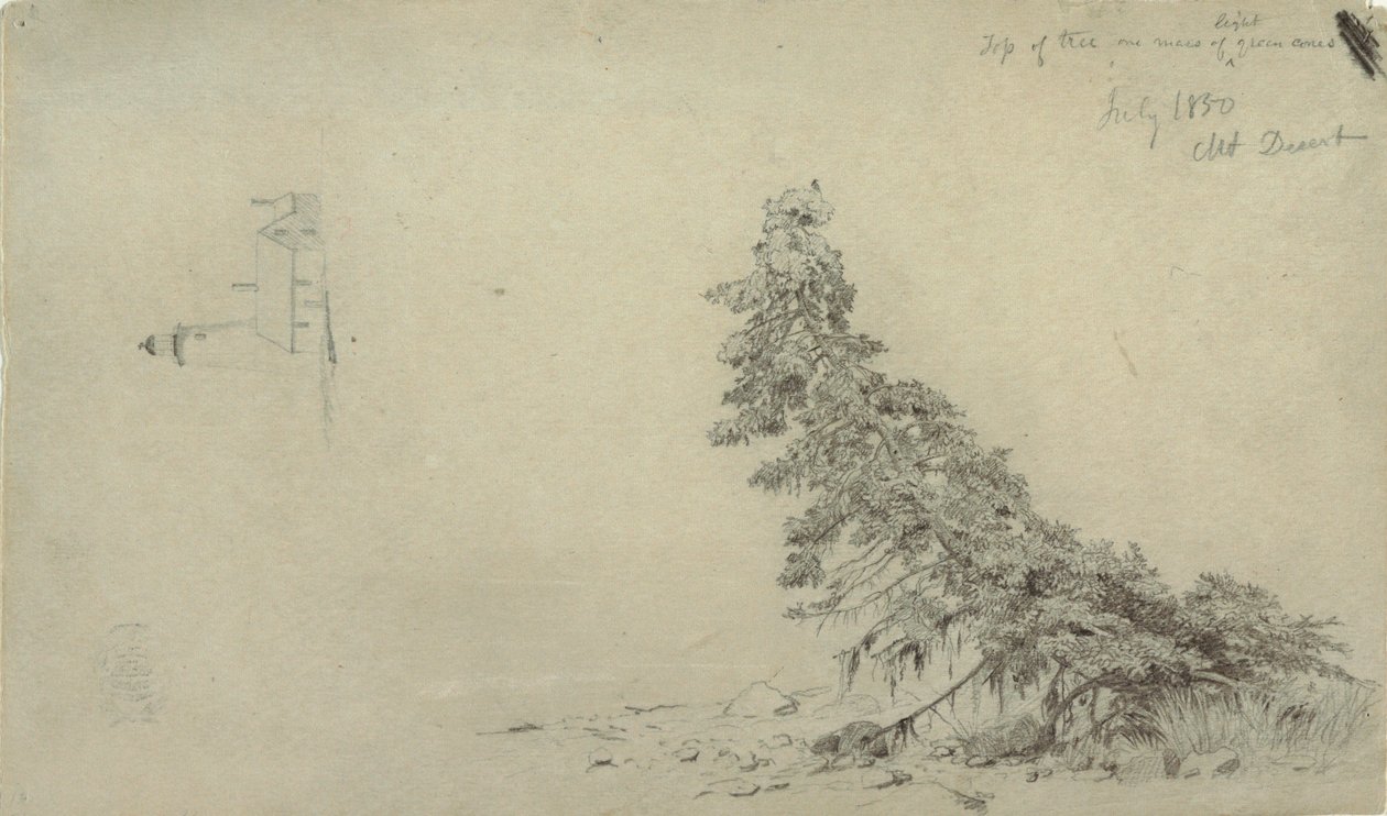 Tegning, Stedsegrønt træ nær kysten med en detalje af fyrtårnet og et hus, Mount Desert, Maine, juli 1850 af Frederic Edwin Church