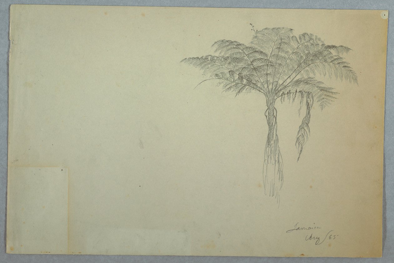 Tegning, studie af bregner, Jamaica, august 1865 af Frederic Edwin Church