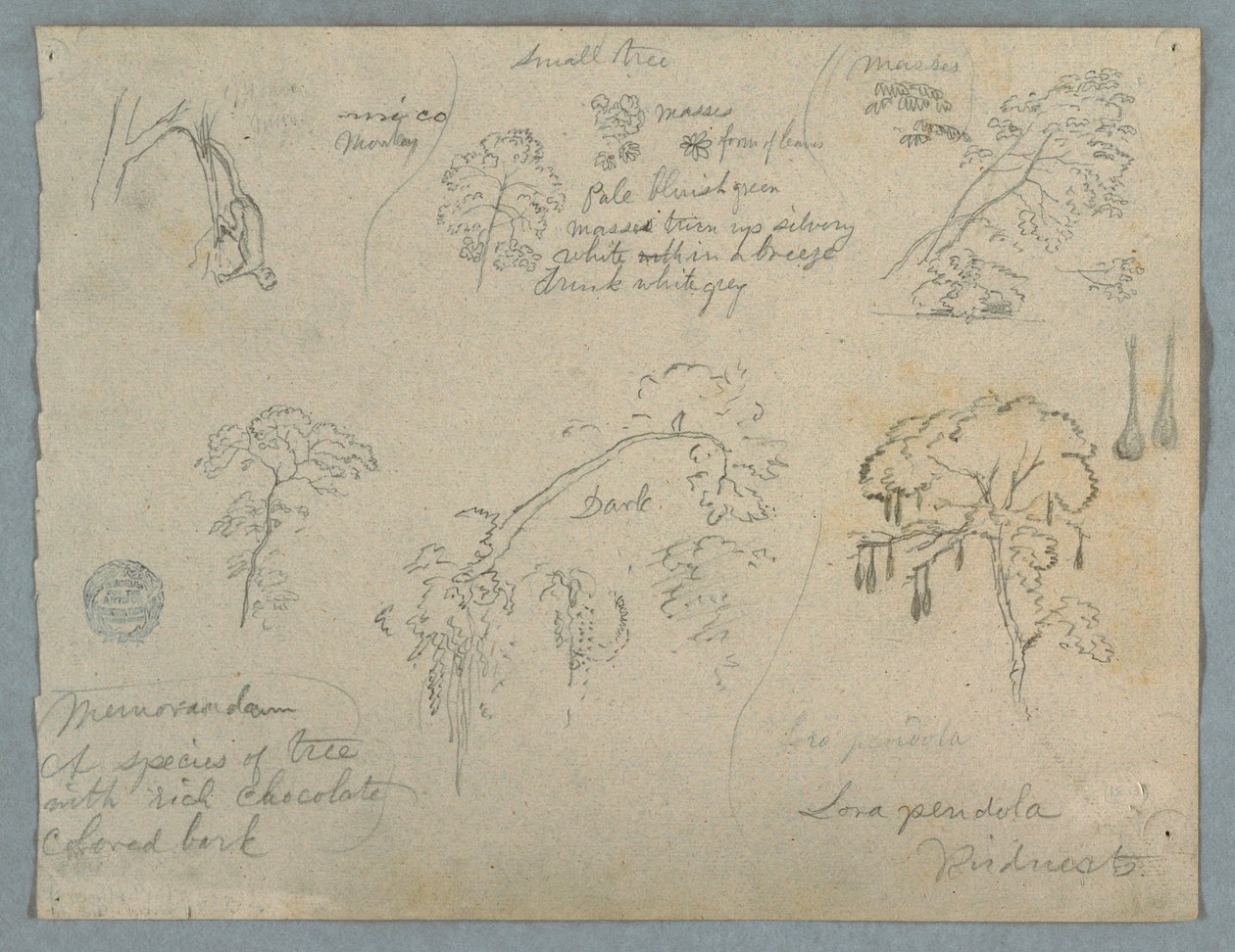 Tegning, Fem botaniske studier med en hængende abe, formentlig Colombia, 1853 af Frederic Edwin Church