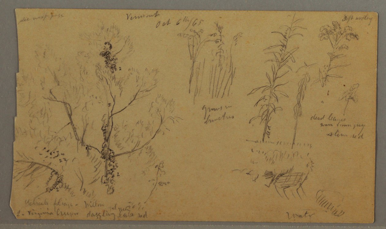 Tegning, Florastudier, 6. oktober 1865 af Frederic Edwin Church
