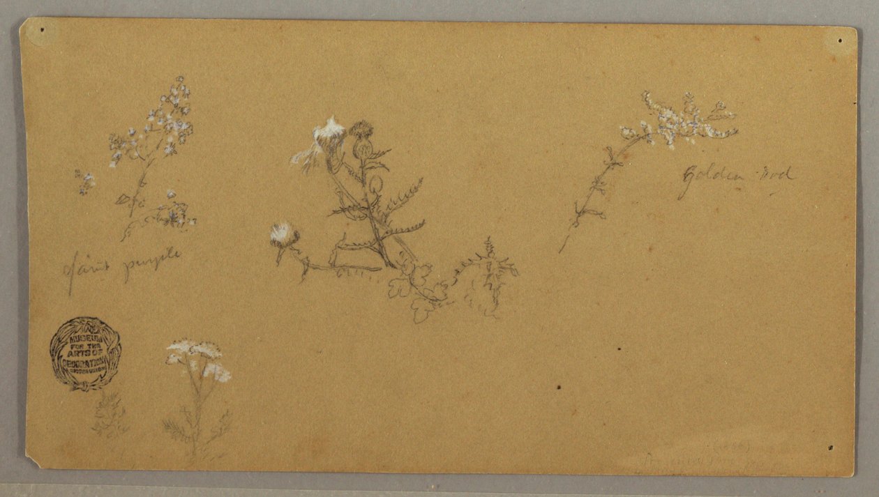 Tegning, Blomstrende planter, ca. 1856 af Frederic Edwin Church