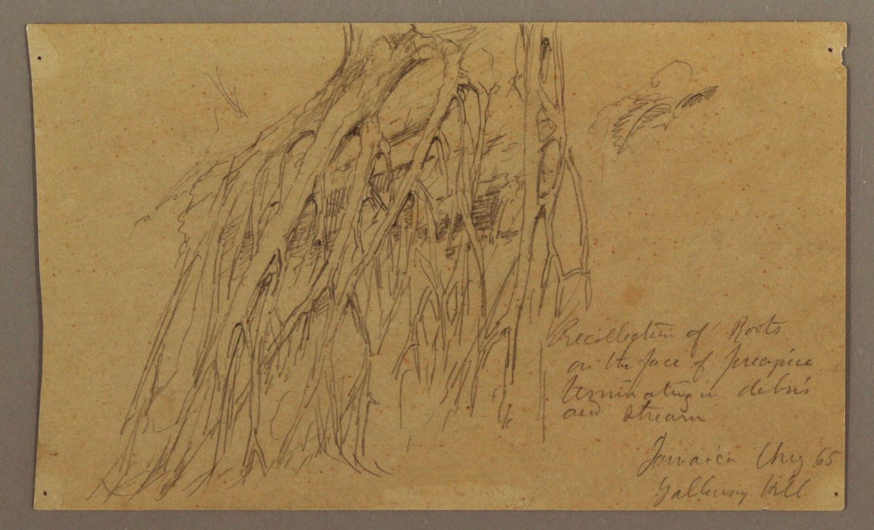 Tegning, hængende rødder, Galleway Hill, august 1865 af Frederic Edwin Church