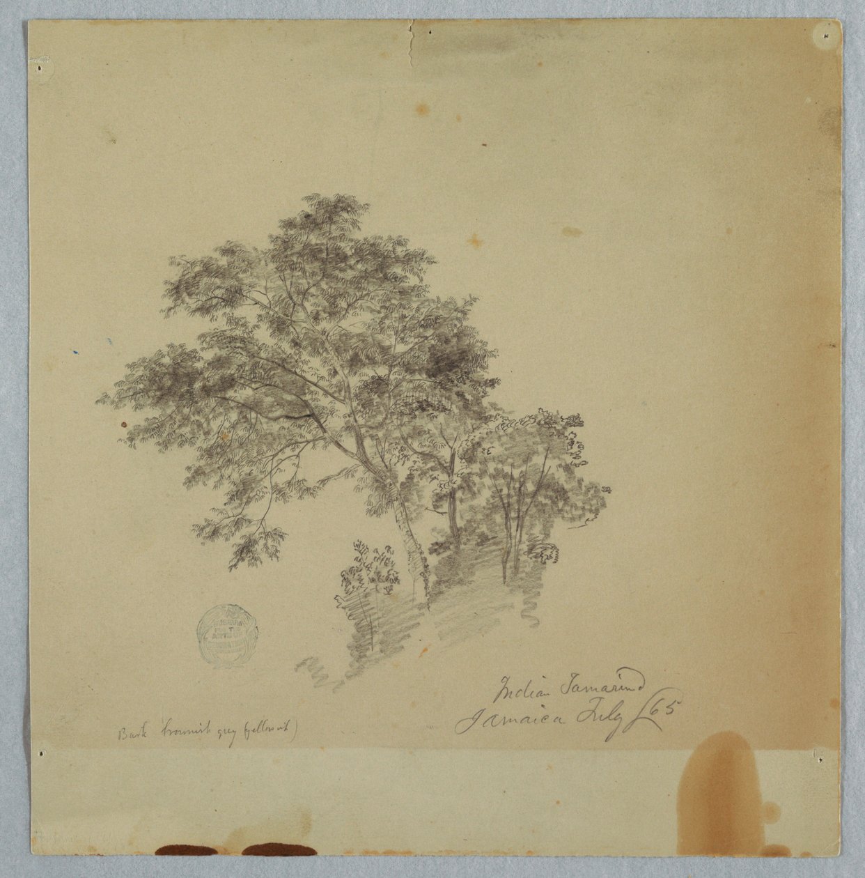 Tegning, indiske tamarindtræer, Jamaica, juli 1865 af Frederic Edwin Church