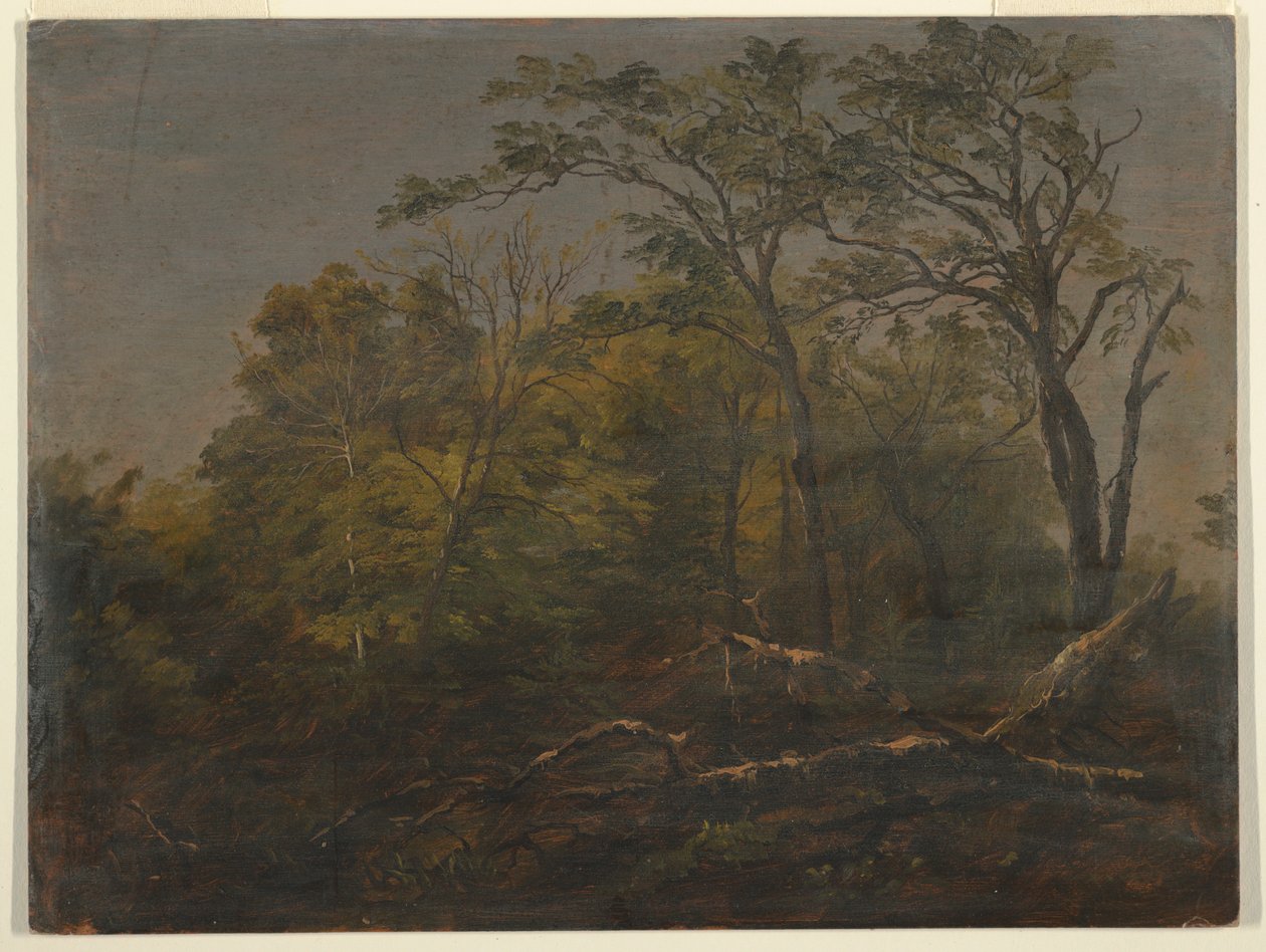 Tegning, Maine Woods, 1845-55 af Frederic Edwin Church