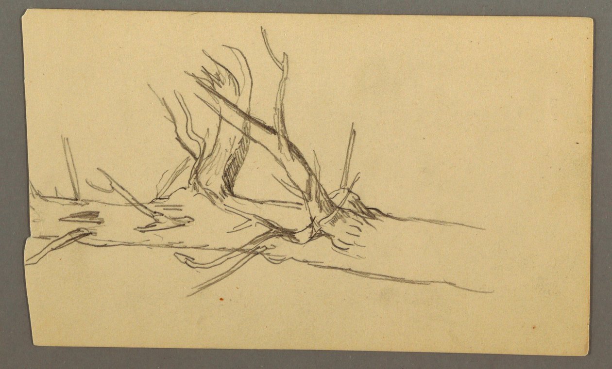 Tegning, midtersektion af en død træstamme, 1877 af Frederic Edwin Church