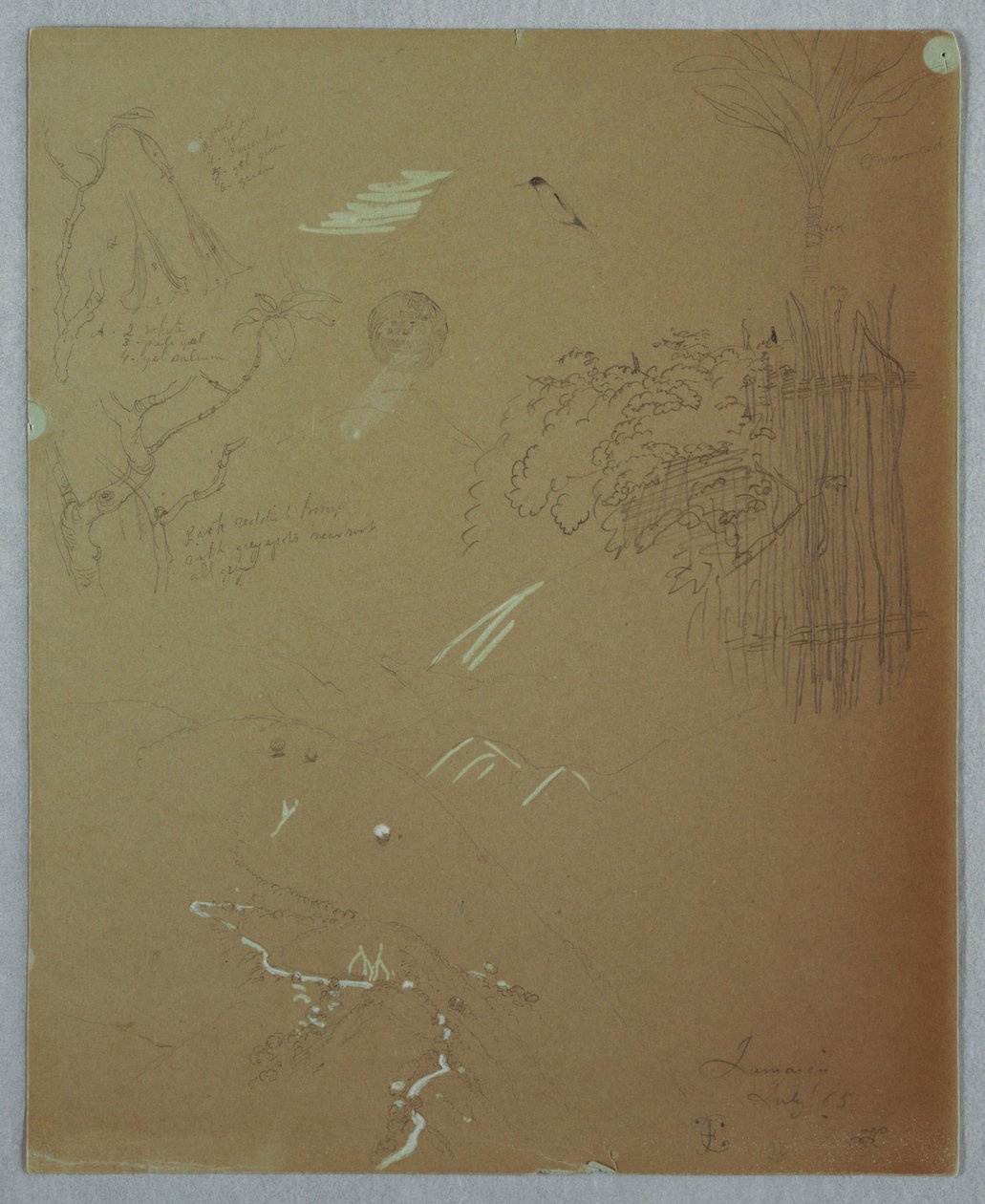 Tegning, naturstudier, Blue Mountains, Jamaica, juli 1865 af Frederic Edwin Church
