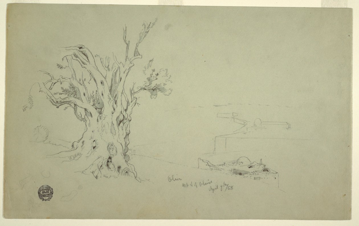 Tegning, Oliventræ, Olivbjerget, april 1868 af Frederic Edwin Church