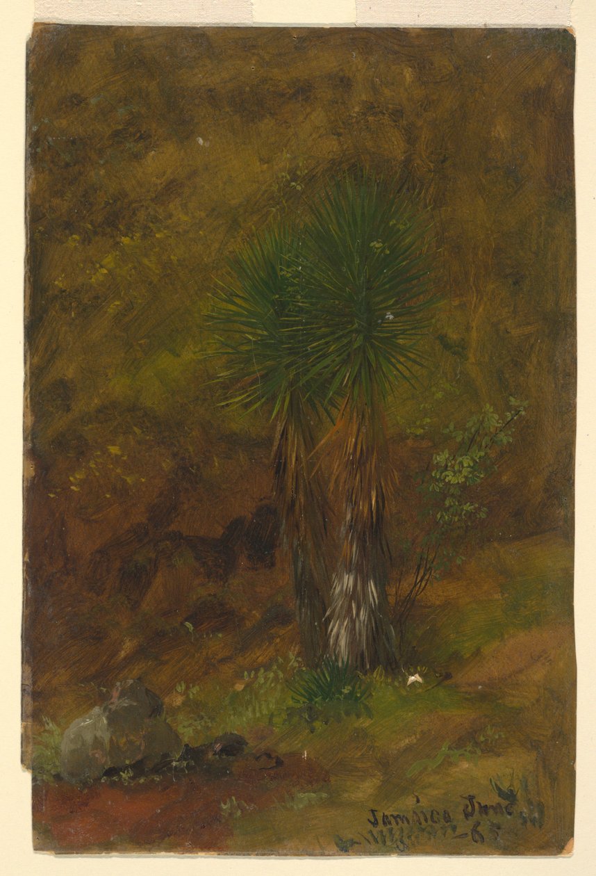 Tegning, palmetræer, juli 1865 af Frederic Edwin Church