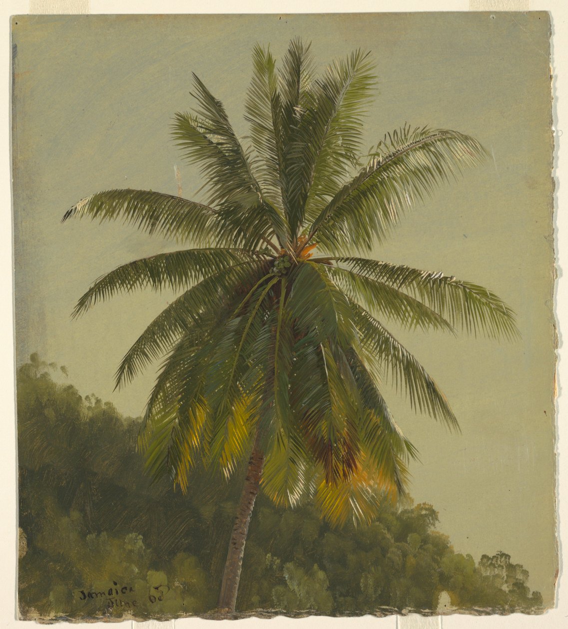 Tegning, palmer, Vestindien, juni 1865, 1865 af Frederic Edwin Church