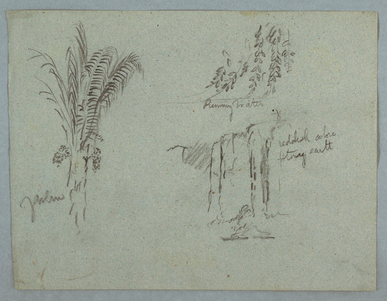 Tegning, Plantestudier fra Rio Magdalena, Colombia, 1853, sandsynligvis maj af Frederic Edwin Church