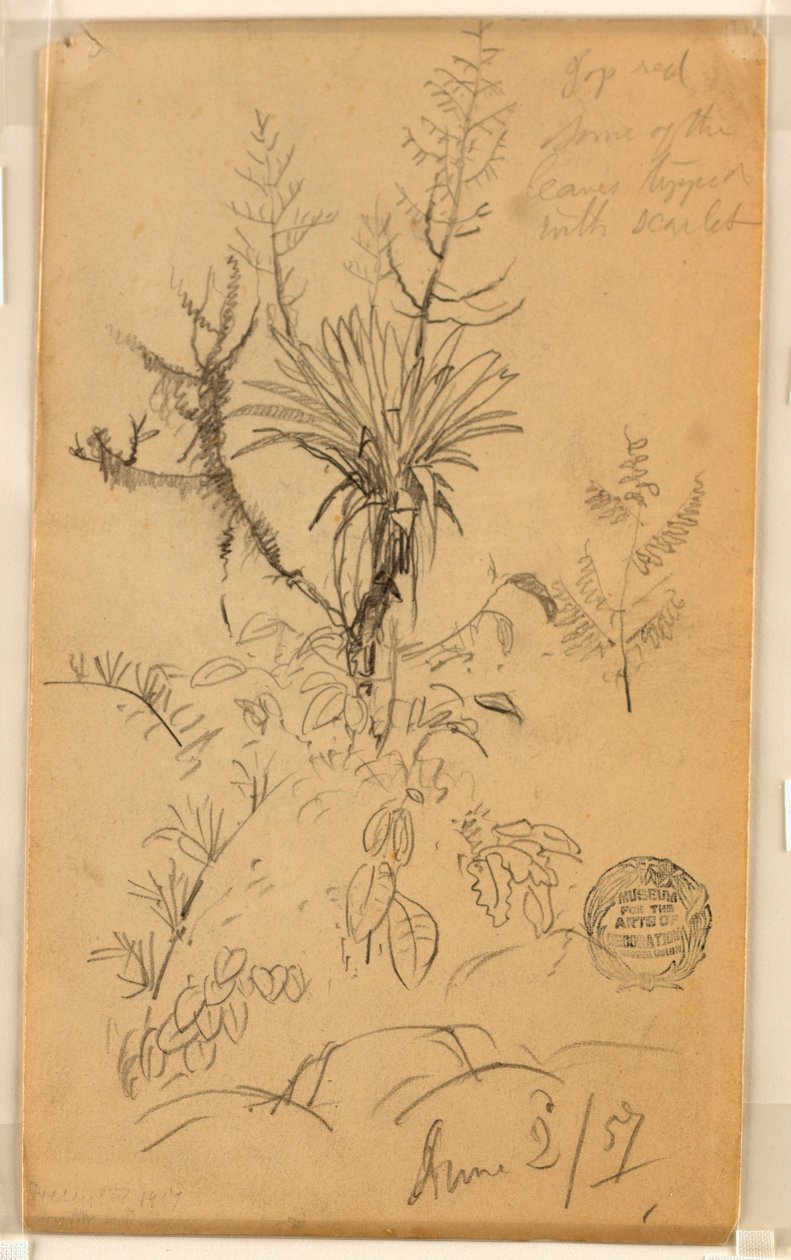 Tegning, studie af planter og træer, 2. juni 1857 af Frederic Edwin Church