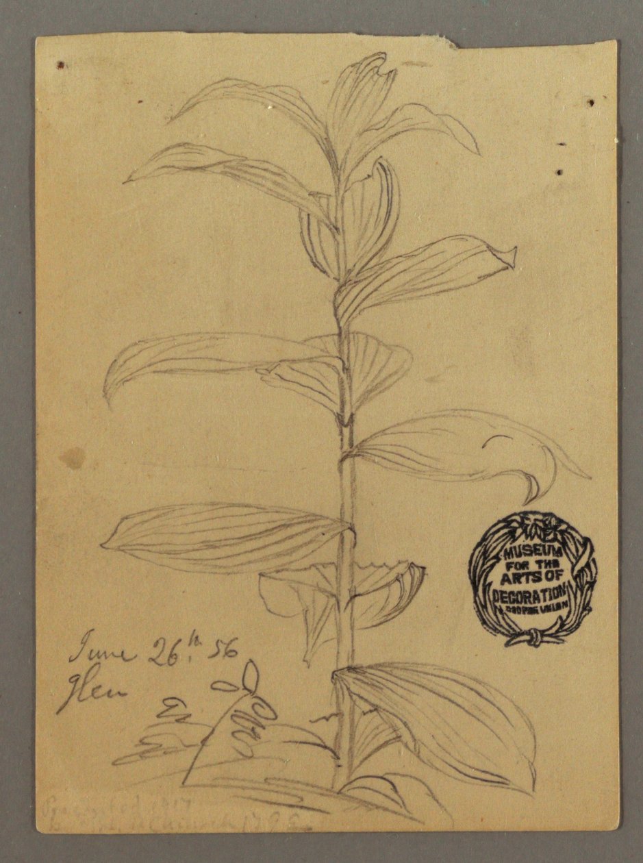 Tegning, studie af planter, 26. juni 1856 af Frederic Edwin Church