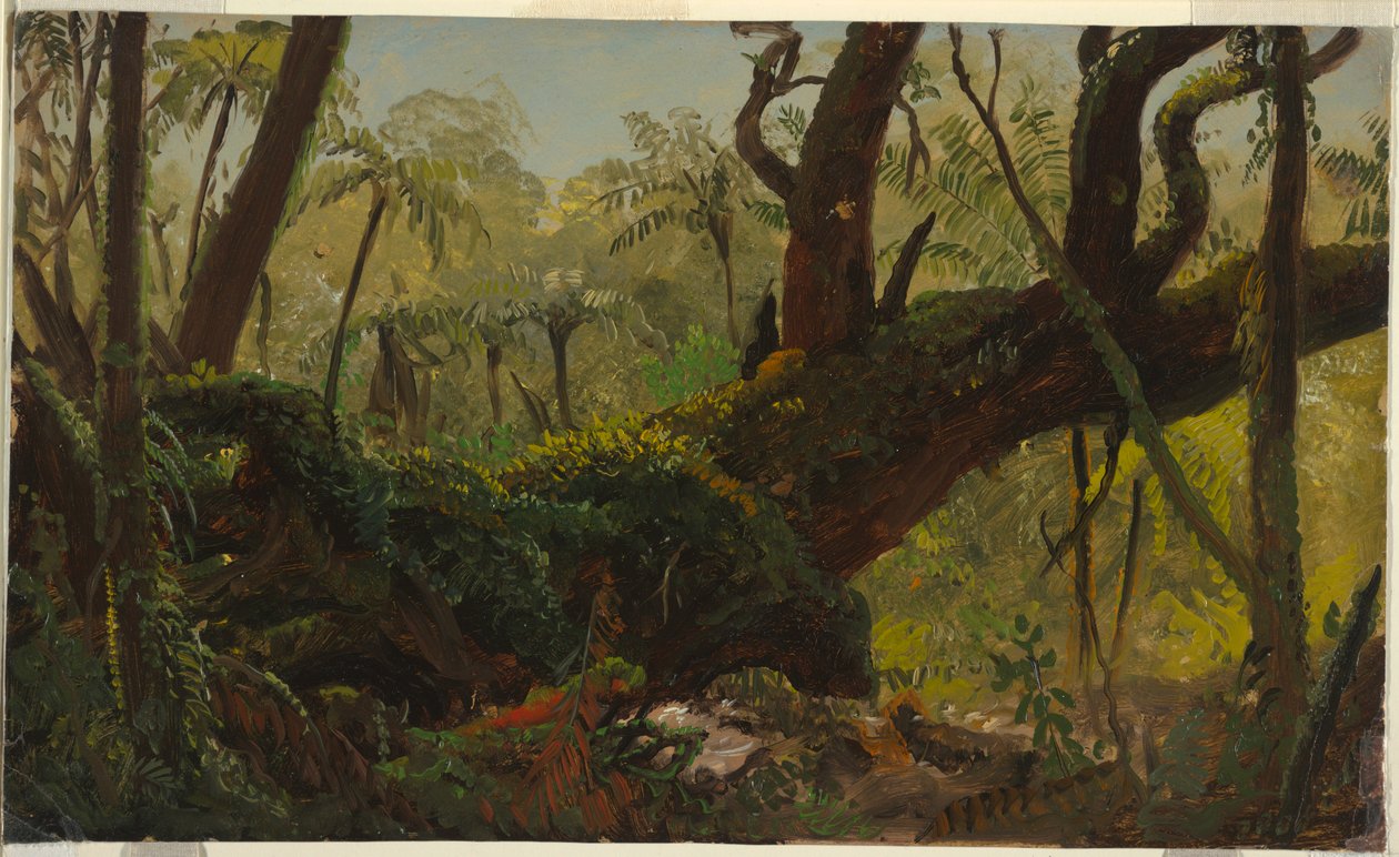 Tegning, regnskov, Jamaica, Vestindien, april-august 1865 af Frederic Edwin Church