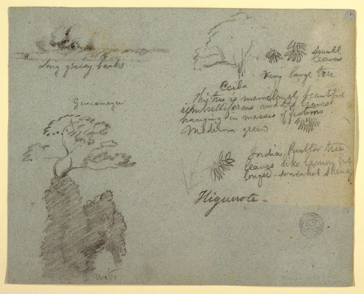 Tegning, flodbred og botaniske skitser fra Higuerote, Ecuador, maj 1853  af Frederic Edwin Church