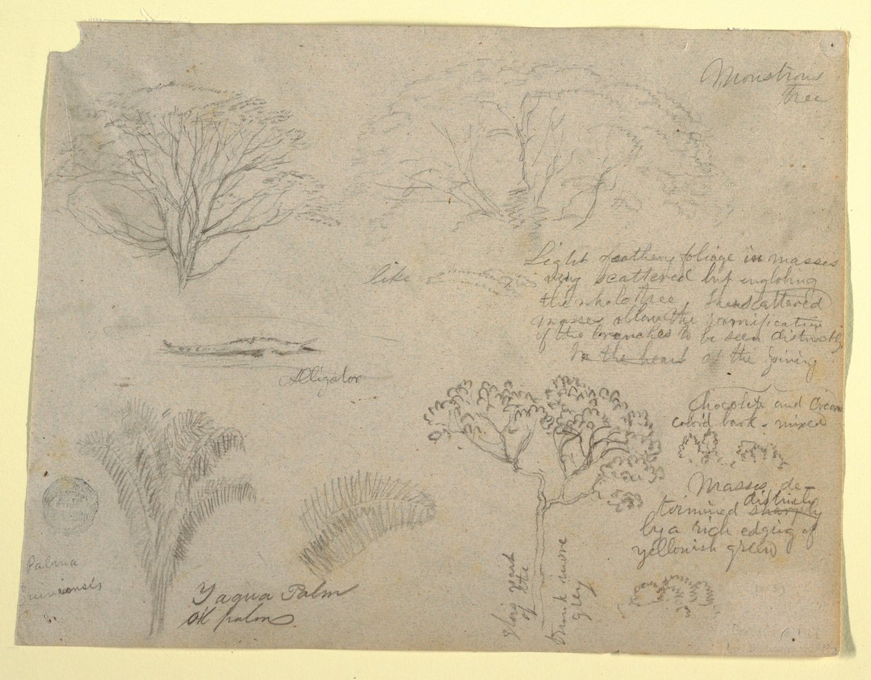 Tegning, Serie af botaniske studier, herunder en alligator og et monstrøst træ, set fra Rio Magdalena, Colombia, 1853 af Frederic Edwin Church