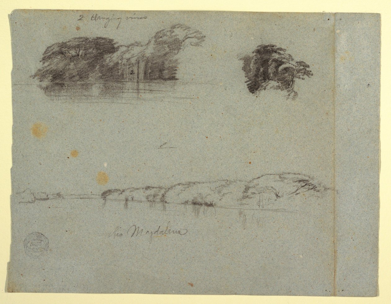Tegning, Skitser af træer, vinstokke og en bred af Rio Magdalena, Columbia, 1853, sandsynligvis maj af Frederic Edwin Church