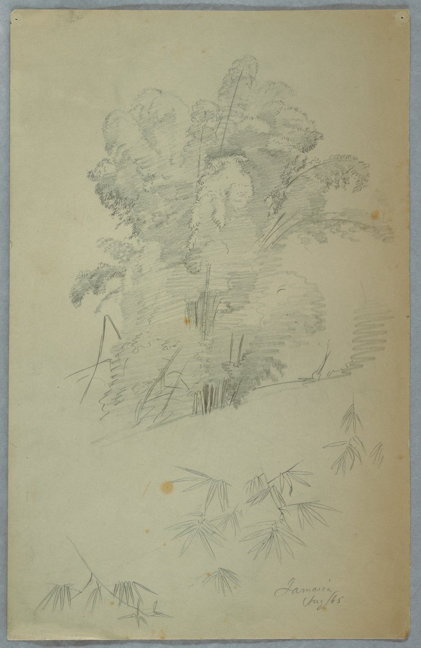 Tegning, Studier af træer og grene, Jamaica, august 1865 af Frederic Edwin Church