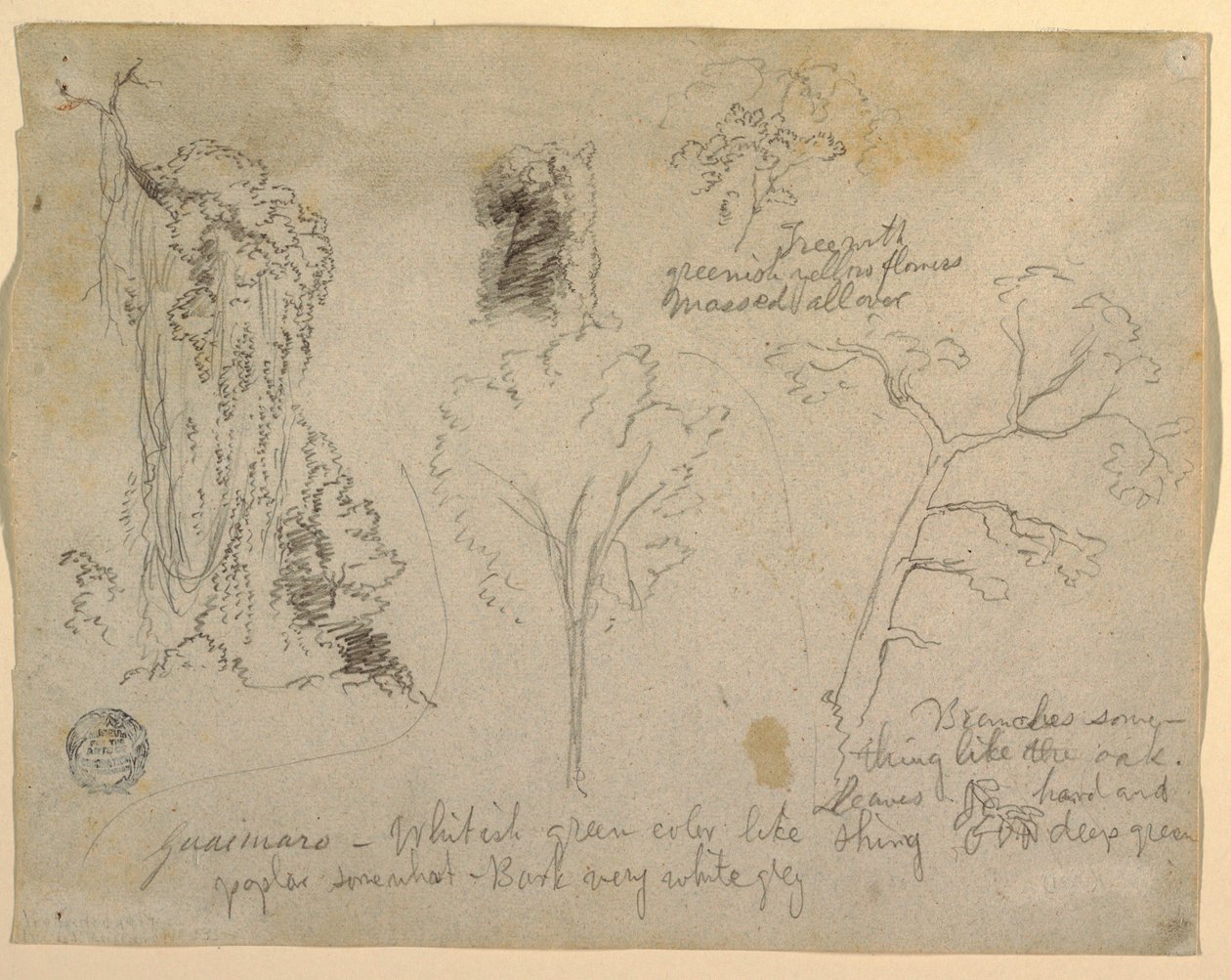 Tegning, Studier af træer og planter set fra Rio Magdalena, Columbia, 1853 af Frederic Edwin Church