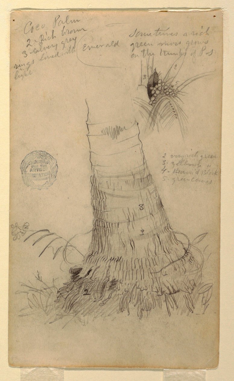 Tegning, Studier af en kokospalme, maj og juni, 1857 af Frederic Edwin Church