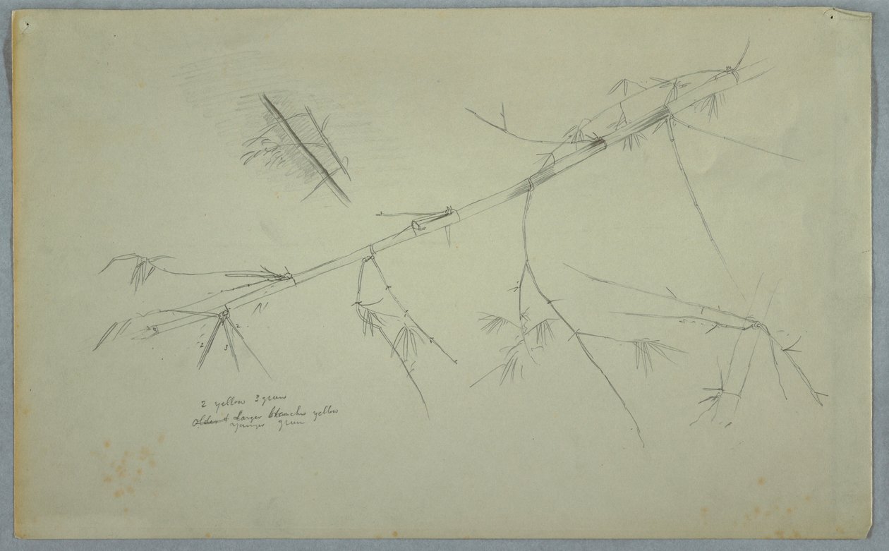 Tegning, studie af bambus, Jamaica, maj-august 1865 af Frederic Edwin Church
