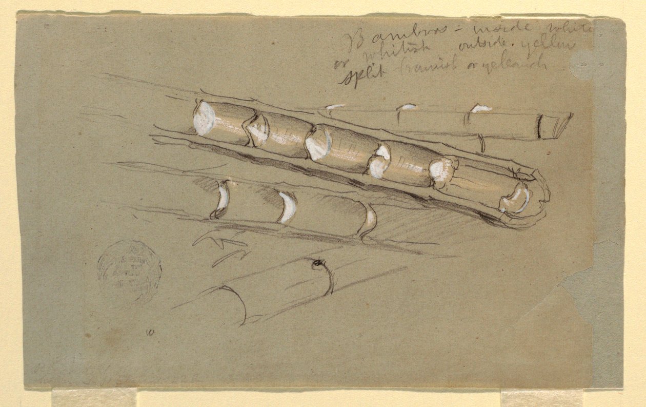 Tegning, studie af bambus, juni 1857 af Frederic Edwin Church