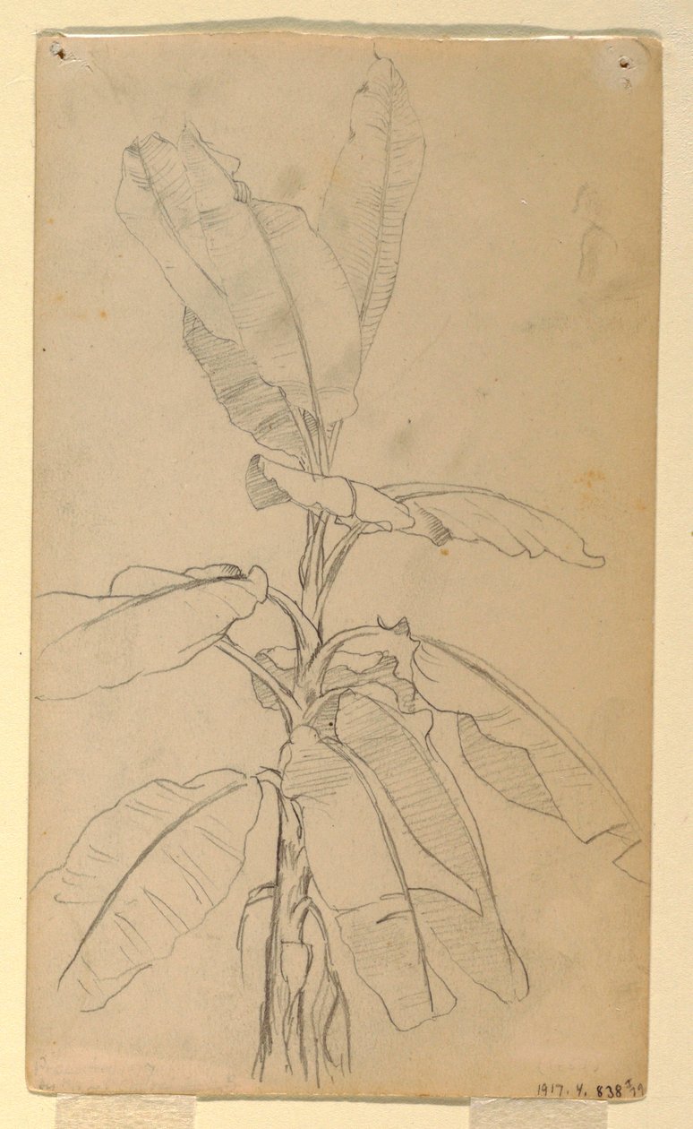 Tegning, studie af en langbladet plante, maj og juni 1857 af Frederic Edwin Church