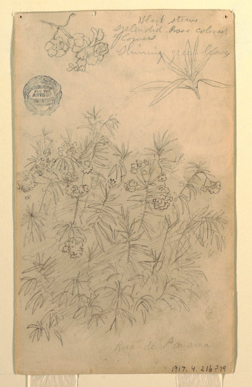 Tegning, studie af en Rosa de Panama eller oleanderplante, maj-juni 1857 af Frederic Edwin Church