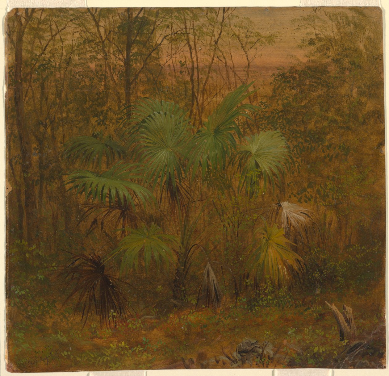 Tegning, Thatch Palm, Jamaica, maj 1865 af Frederic Edwin Church